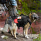 Nylon Tactical Military Dog Harness